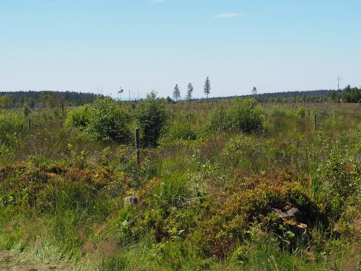 Signal de Botrange (België)